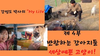 [강명도 박사의 My Life] 반항하는 강아지들, 세상 예쁜 고양이