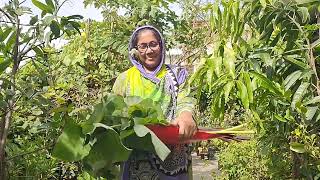 অনেক কালো কচু তুললাম।। টবে ফলবে অনেক কচু।। Harvesting taro in roof garden।।