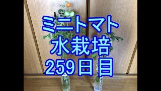 🍅ミニトマト水栽培🍅038🍅259日目（37週間≒8ヶ月）🍅