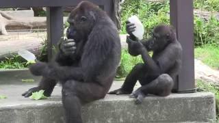 シャバーニ家族の日々21 Shabani gorilla family