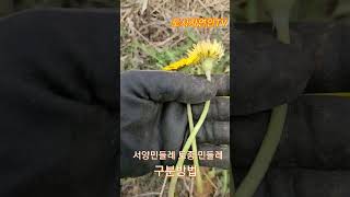 서양민들레 와 토종민들레 구분방법