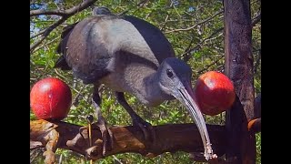 Hadeda Ibis enjoying the new feeder