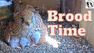 Lesser kestrel brooding her nestling is so sweet