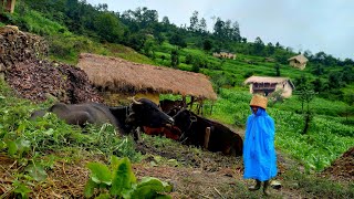 Most Relaxing And peaceful Himalayan Nepali village  ||daily activities of mountain village lifestyl