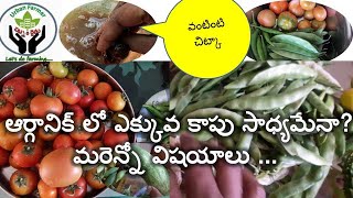 ఖర్చులేని వంటింటి చిట్కా పేను బంక కోసం|హార్వెస్టింగ్ |మరెన్నోOrg మాటలు మన Terrace Gardening గురించి