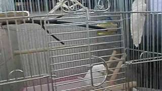 セキセイインコ　レティとマメルリハ　レミィの同居