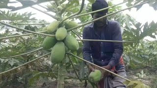 ছোট গাছে পেপে ধরে, নতুন গাছ থেকে প্রথম পেপে হার্ভেস্ট, papaya farm.