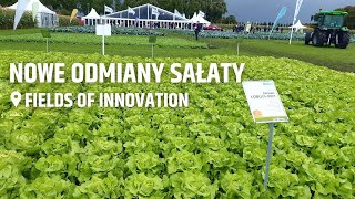 Nowe odmiany sałaty w trzech typach na Fields of Innovation