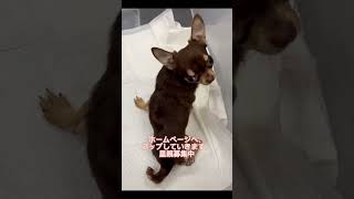 こちらの子は、緊急レスキュー🐕チワワちゃん #保護猫犬　#チワワ　#保護犬