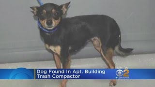 Dog Thrown In Trash Compactor