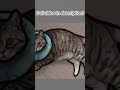 tracing bella the cat from half asleep chris shorts