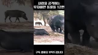 사람을 공격하는 무자비한 동물들 12편 #동물 #공격 #animal #attack