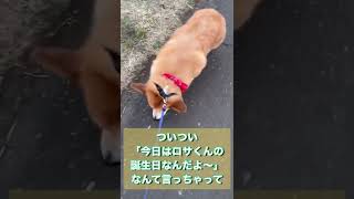 コーギー、飼い主のせいで、親友を探しちゃう #Shorts #YouTubeShorts