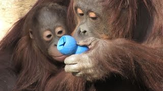 お母さんと一緒！ロキ　Together with mommy!  by Loki  オランウータン　多摩動物公園