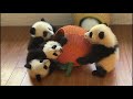 panda babies part 1 cute lovely baby panda pandababy foryou viral fyp trending babypanda