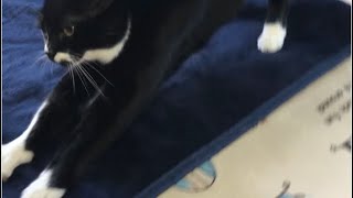 tuxedo-cat😸朝の元気なごあいさつ🐈白黒猫ざきお【猫動画】