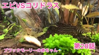 ヤマトVSコリドラス\u0026ブラックモーリー🐠