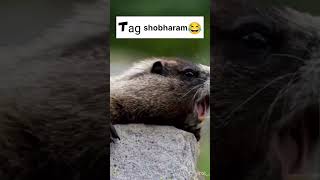 Tag Shobharam 😂 comment your name 👈 #comedy #funnymemes #ytshorts