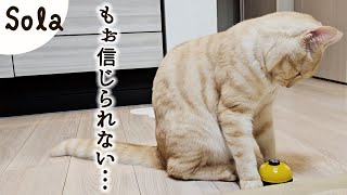 ベルを鳴らせばおやつをもらえると思ったのに、もらえなかったときの絶望した猫がこちらですｗ［ジェネッタ猫｜生後13ヵ月］