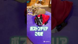 気持ち良くて犬も動けなくなるみたいです🐶【ボストンテリア】こむぎ♪ #shorts