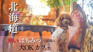 赤いハチミツで話題！北海道伊達市でランチに使える「ペット同伴可」カフェ♪【花cafe Aivalley 《赤いはちみつのお店》】