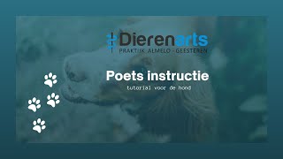 Tandenpoetsen bij de hond, tutorial, instructie video dierenarts, maand van het gebit