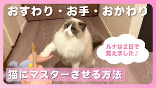 【ラグドールの特技】おすわり・お手・おかわり｜猫の日常