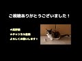 なんでもおもちゃにしちゃう、かわいい猫〈マンチカンもも〉