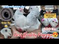 😍 Best Quality || Allahabadi Kabootar Sale 600 Rs || Mumbai Pigeons Market : 9930365838 🥰