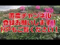 川西ダリヤ園散策〜綺麗に咲いてくれてありがとう〜【置農チャンネル 322】