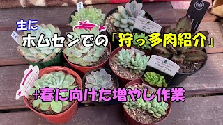 【狩っ多肉植物】多肉狩りの季節。ホームセンターでの多肉入荷増えてます　succulent