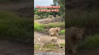 शेरनी ने शेर के मुंह पर चांटा क्यों मारा?//Lioness slapp Lion #girnationalpark