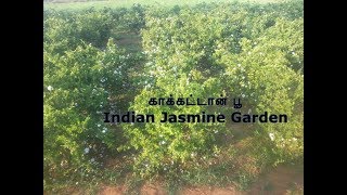 காக்கட்டான் பூ |  Indian Jasmine Garden