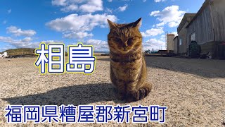 ねこの島　相島（福岡県新宮町）に行ってきた