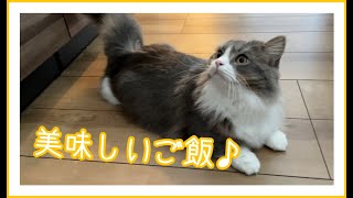 夏バテする短足マンチカン！特別に子猫用のウエットフードを混ぜたら完食しました…笑