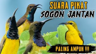 Suara Pikat Sogon Paling Ampuh || Pikat sogon ribut Ampuh,, Pikat sogon jantan