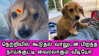 நெற்றியில் கூடுதல் வாலுடன் பிறந்த  நாய்க்குட்டி வைரலாகும் வீடியோ Tamil Cinema News Latest Seithigal