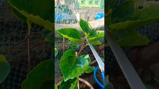 গরমের আগে জবা গাছের করনীয় কাজ 🌻🌺✅ #viral #gardening #plants #জবা #habichuelas