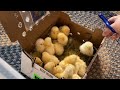 How we Raise Baby CHICKS Without a Heat Lamp