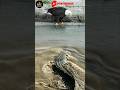 SUPER NGERI..BUAYA LAPAR MENGINTAI BURUNG ELANG #animals #crocodile #vidioshort #videoviral