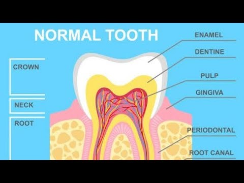 Structureoftooth Science Dentaleducation Toothanatomy Dentalhealth