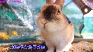 ウサギの外遊び動画【動物ファミリーの家】