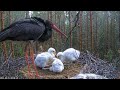 kaia arrives in the morning and feeds the chicks 15 06 2022.