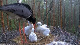 Kaia arrives in the morning and feeds the chicks  15 06 2022.