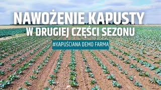 Nawożenie kapusty w drugiej części sezonu