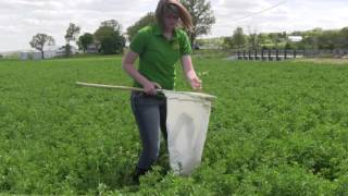 Alfalfa Weevils Centerra Co-op