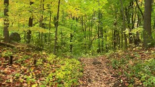 HIKING MONT-ROYAL Autumn CANADA Montreal | Enjoying Nature sounds \u0026 Beautiful Fall Colors (2020)