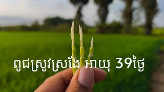 ស្រូវស្រងែ 39ថ្ងៃ កម្លាំងល្អ #agriculture