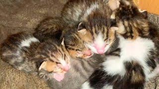 Six newborn kittens sucking milk from mother cat, incredibly cute