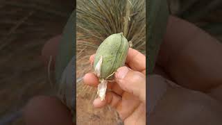 Yucca fruit.